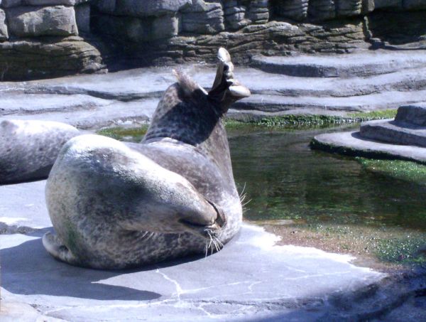 Phoque commun  Phoca vitulina